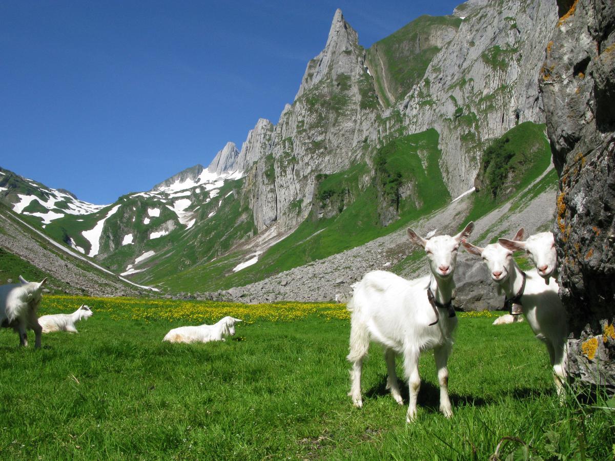 Hotel Landhaus Saentis Герізау Екстер'єр фото